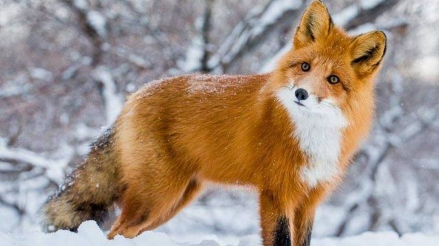 Обыкновенная лисица и интересные факты о ней