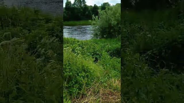 золотое колено