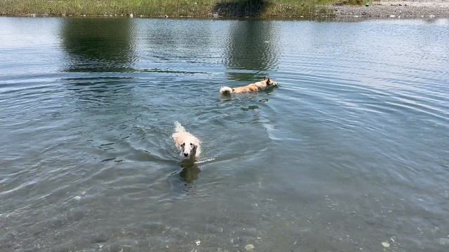 Река подхватила и понесла собаку