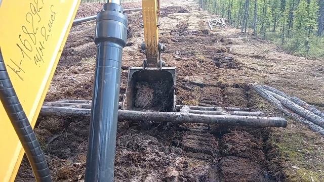 Прогулка по болоту на сланях.