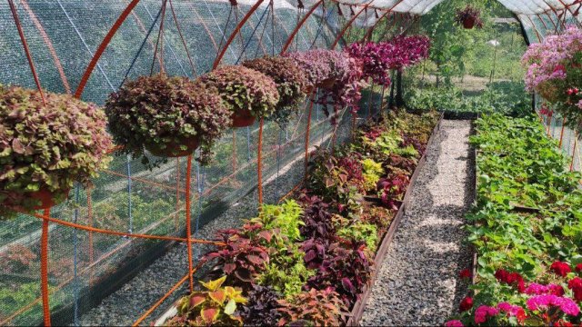 Как вырастить шикарную традесканцию. Обзор всей коллекции традесканций и каллизий в саду .Уход.