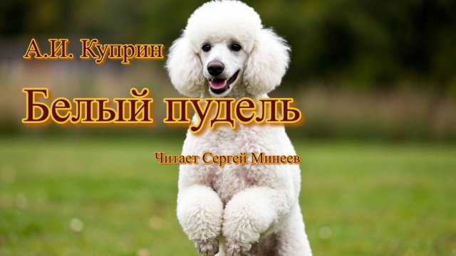 Аудиокниги. А.И. Куприн. Белый пудель. Рассказ
