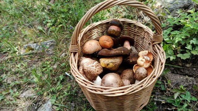 Где-то далеко идут дожди... По грибы 10 июля 2025 года.