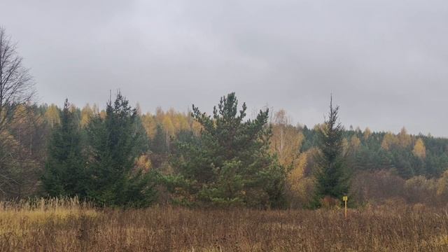Красота