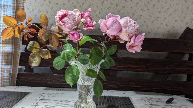 Бройлеры, сколько мяса и жира получилось.