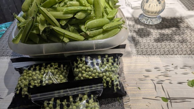 Заготовка зеленого горошка.