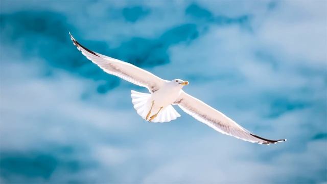 Красивая музыка! Полет птиц, высота, природа, красота!