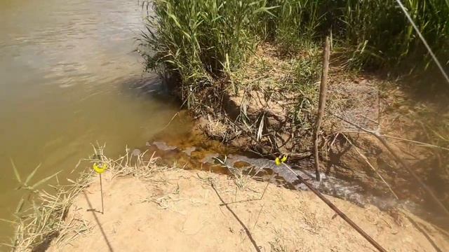 сазан дуреет от этой китайской насадки