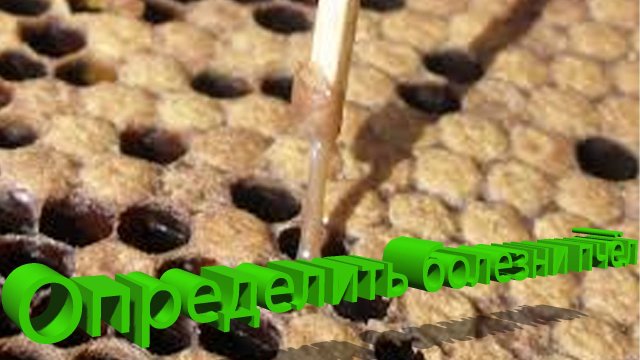 🐝 Вирусные болезни пчёл: как определить по внешним признакам? Эксклюзив от профессора Кашковского