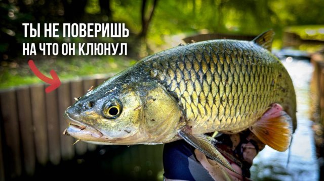 ЭТИ КРОШЕЧНЫЕ ПРИМАНКИ ЛОВЯТ ТАКИХ РЫБ, ЧТО НЕ ВЕРИТСЯ! XUL И МОРМЫШИНГ В ДЕЛЕ!