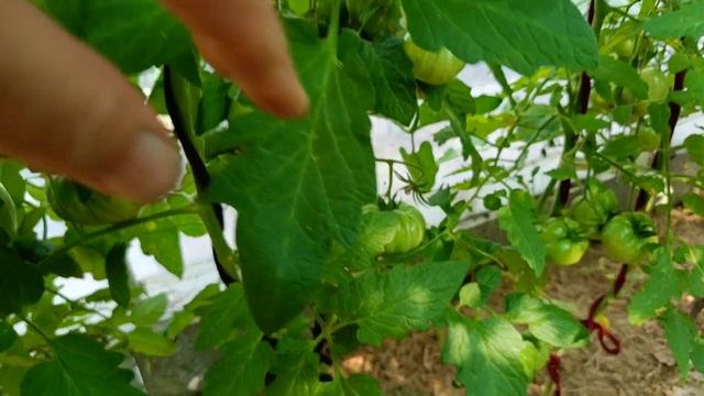 Обзор томатов Маленькая теплица 1 часть