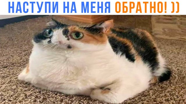 А ТЕПЕРЬ НАСТУПИ НА МЕНЯ ОБРАТНО!  ))) Приколы с котами | Мемозг 1634