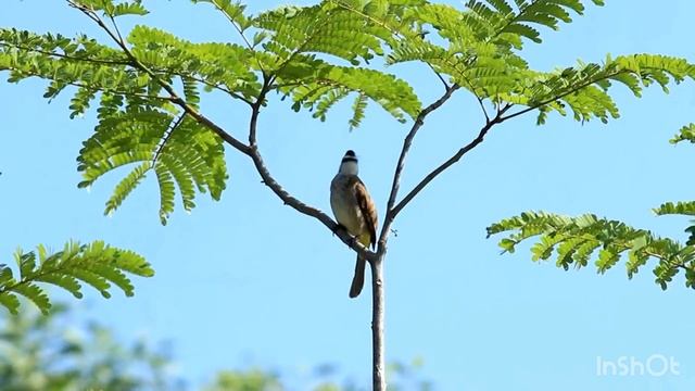 Video birds
