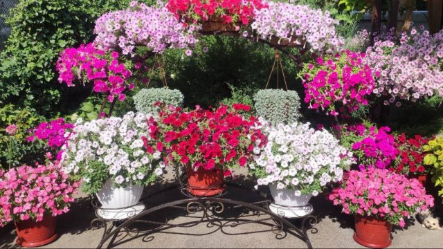 Никаких стрижек петунии летом. чем лучше всего удобрять петунии для обильного цветения на весь сезон