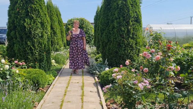 ЖАРА!🌞 ЦВЕТУТ РОЗЫ НА 12.07.25Г.🌹