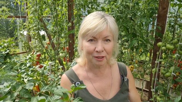 На даче Опасные грозы.Много вопросов.Обрезала листья томатов.Зачем это делаю