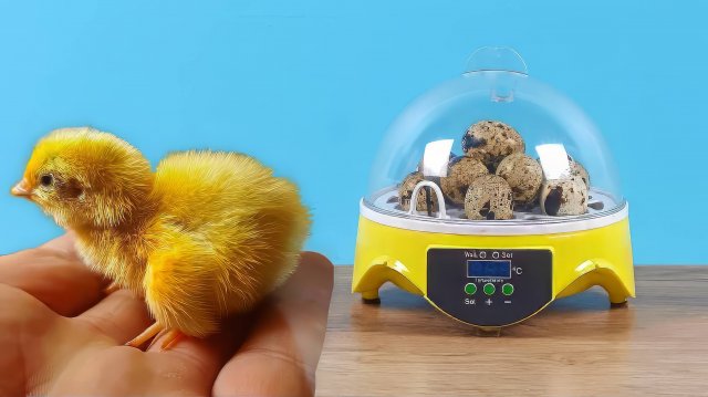 Что случилось с цыпленком из китайского инкубатора спустя месяц