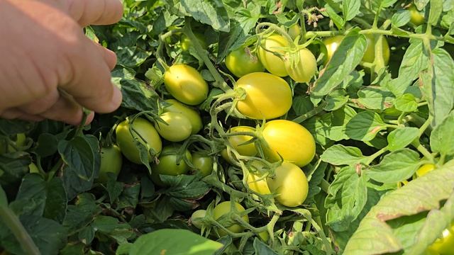 Томат Инсипит F1 и баклажан Фаворит F1, июль 2025 год, очень жарко.