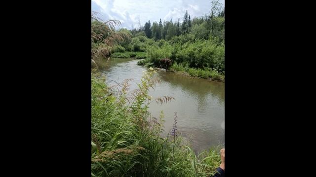 Кедровый край часть 1 часть 2 сл фото НейроБар муз Нейросеть