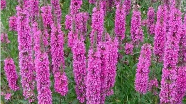 Все плюсы и минусы   Дербенник иволистный