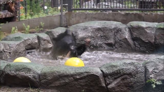 Уссурийский медвежонок Дуся разбушевалась в бассейне под дождём 16.07.2025