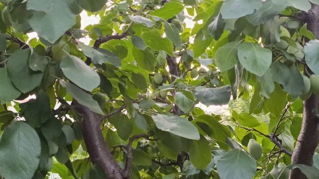 Управление ростом сливы с отличным результатом.