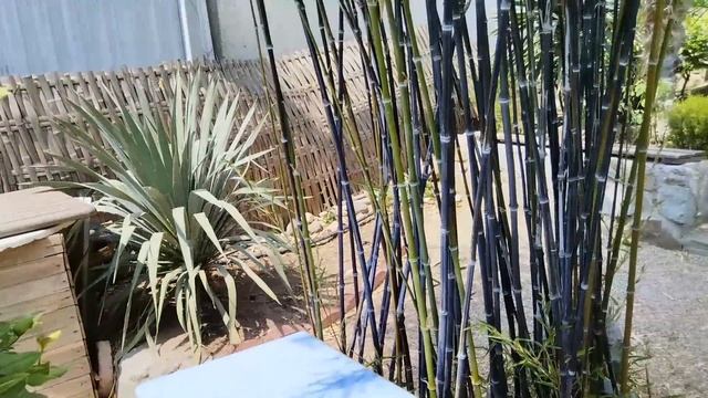 Наш дворик с настоящим маленьким садом 🏡 Новый дружок 🐶