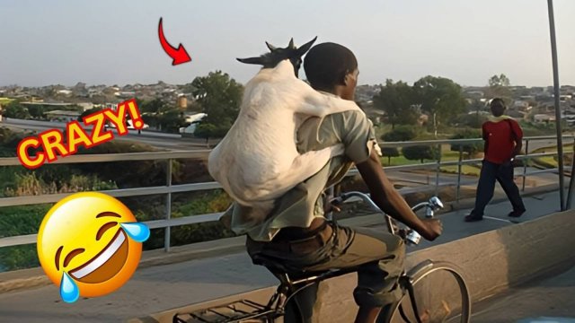 СУМАСШЕДШИЕ, шокирующие и смешные моменты, которые вы увидите только в Африке! 😂