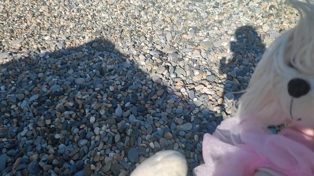 Собачки идут на море