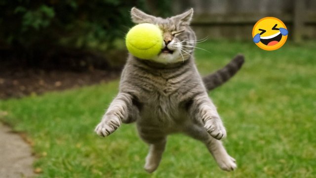 Смешные коты 2025 🐱 Лучшие приколы с котами | Видео с котиками | Funny Cats Compilation