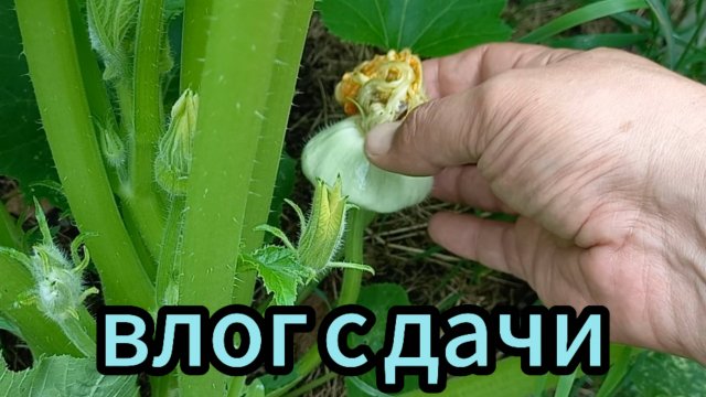 Влог с дачи / Очумелые