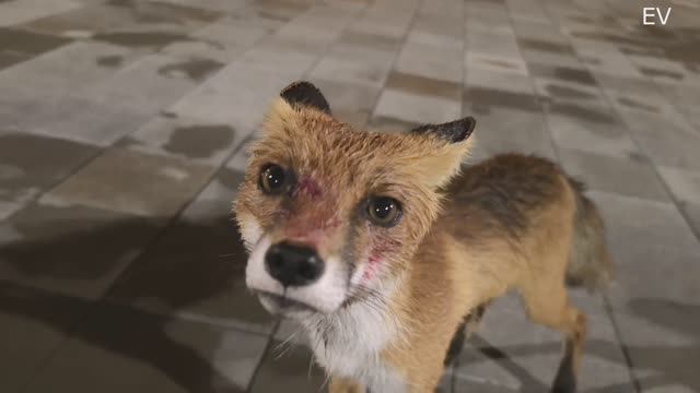 ДИВНОГОРСК  СМОТРОВАЯ ГЭС ВСТРЕТИЛИ ЛИСУ  2025