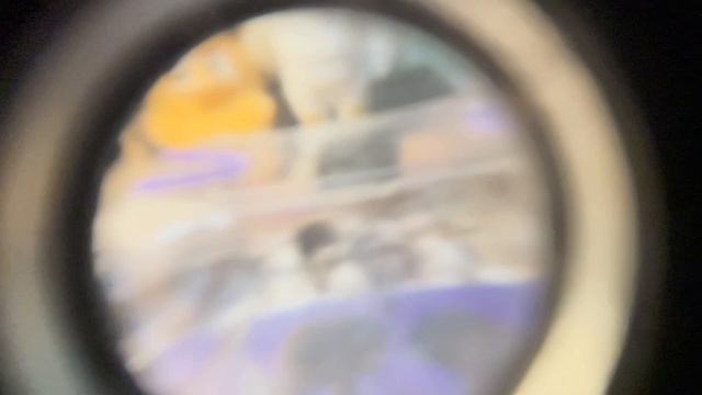 1 ролик с Муровьями