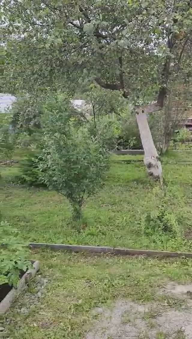 Сад