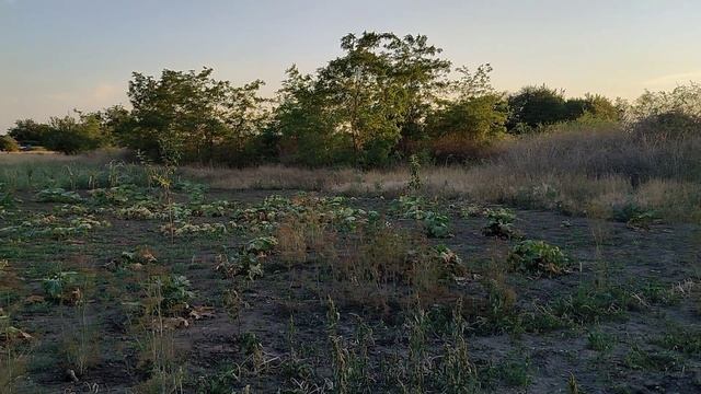 Вот это урожай! Вот это хозяйство! Жизнь на новом месте.