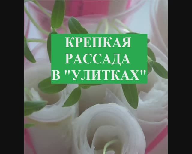 Крепкая рассада в УЛИТКАХ