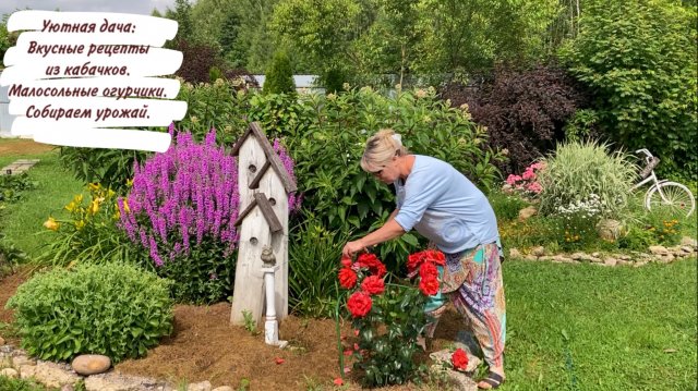 Уютная дача: Вкусные рецепты из кабачков. Малосольные огурчики. Собираем урожай.