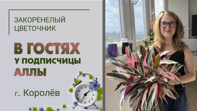 В гостях у Аллы. г. Королев МО. Есть запасной вариант! Алоказии, хойи, филодендроны и эпипремнумы.