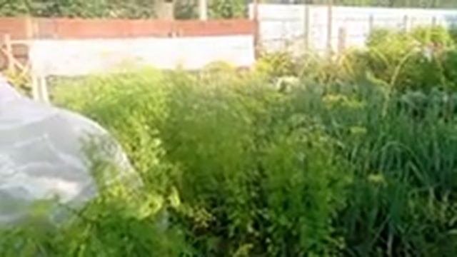 Полный обзор огорода со всеми удачами и неудачами