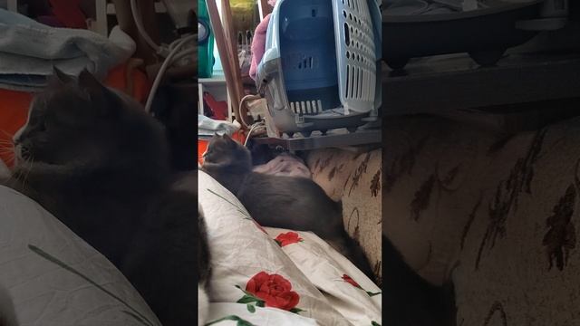 Борьба за жилплощадь, продолжение.mp4