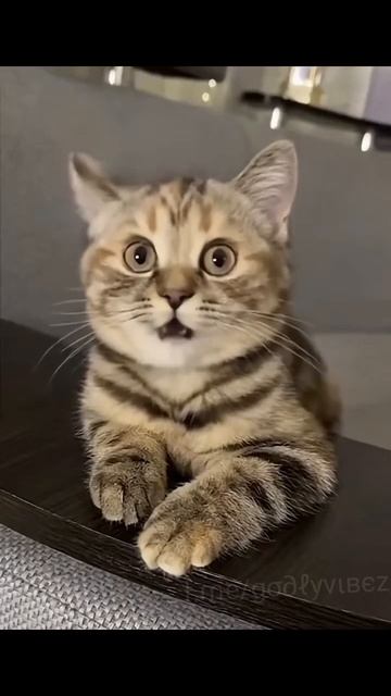 Новый поющий котик