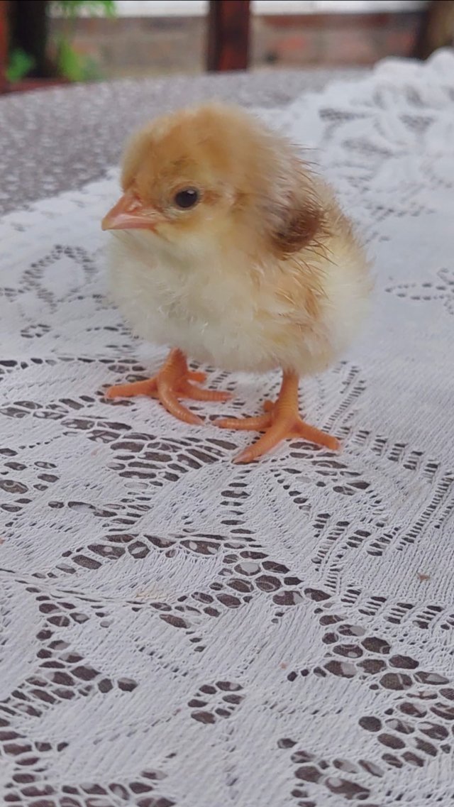 Наша ЦЫПА 🐤