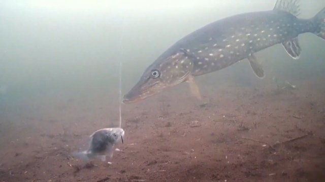 ЩУКА под водой на озере. Реакция щуки на живца под водой 🐠🐋🐟