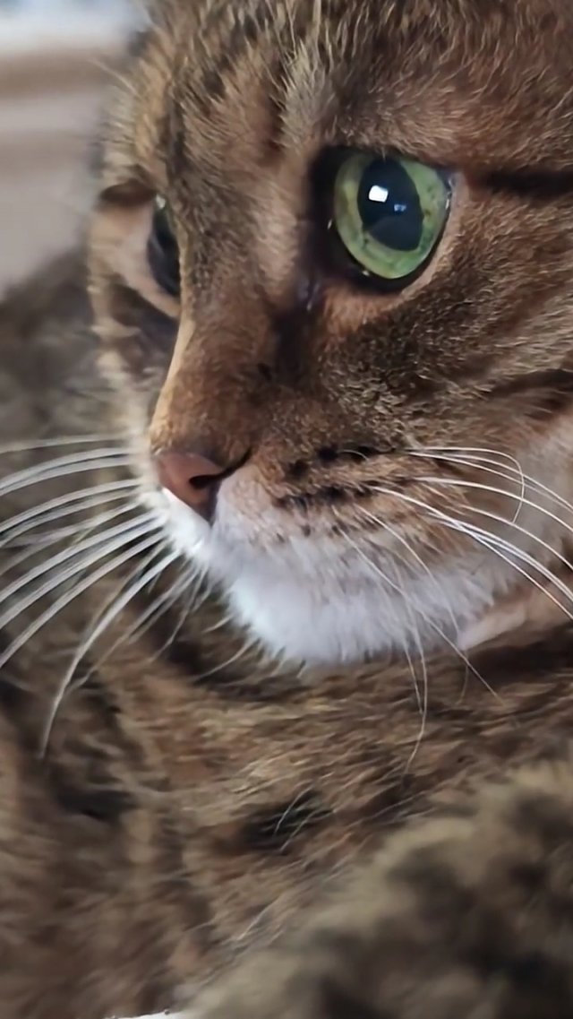 Как не работай 🤔🐱🤣👍🚀