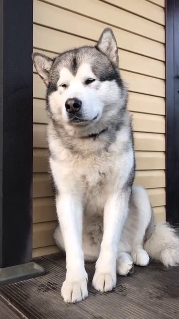 Удивительные животные !!!!