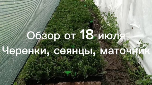Выносим черенки на закаливание