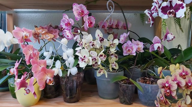 Цветение в июне часть 2!