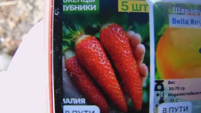 Отличное место для Хранения Цветочных и Плодово - Ягодных Саженцев до высадки на постоянное место.