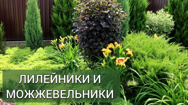 ЛИЛЕЙНИКИ И МОЖЖЕВЕЛЬНИКИ. 22.07.2025г.