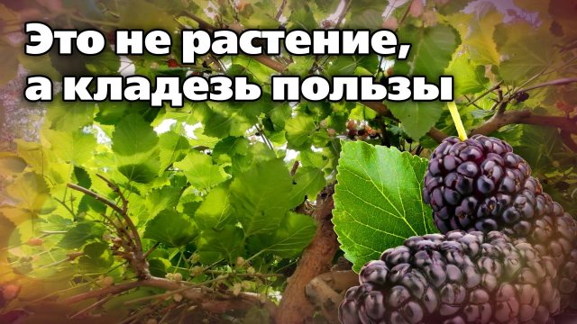 Легендарная шелковица. Может расти даже в северных садах